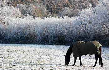 Horse grazing in the snow
