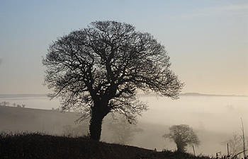 Local rural scene on a misty day